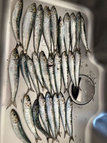イワシの釣果