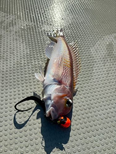 アカアマダイの釣果