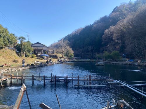 レインボートラウトの釣果