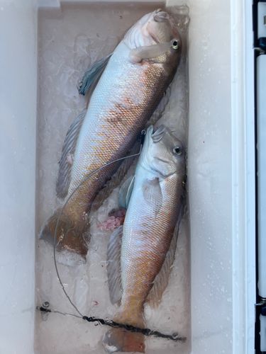 シロアマダイの釣果