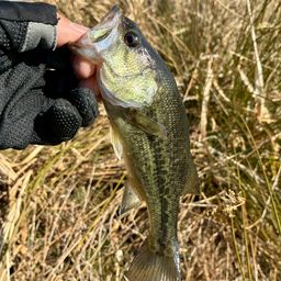 ラージマウスバス