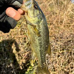 ラージマウスバス