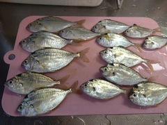 ヒイラギの釣果