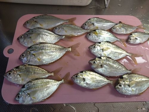 ヒイラギの釣果