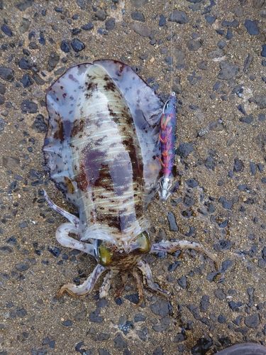 アオリイカの釣果