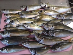 マアジの釣果