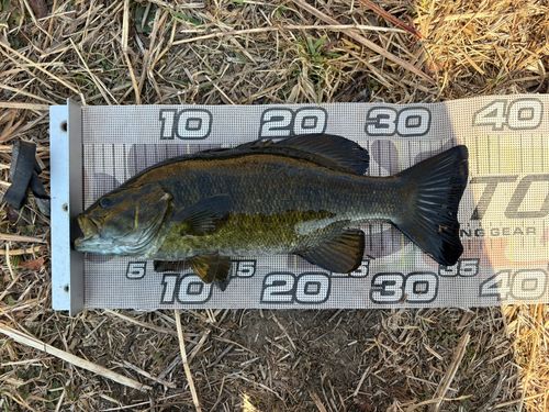 スモールマウスバスの釣果