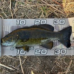 スモールマウスバス