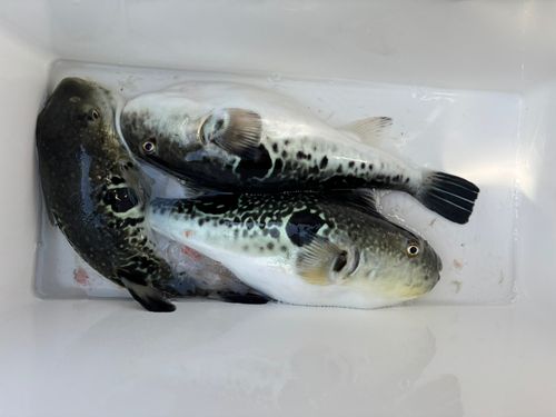 トラフグの釣果