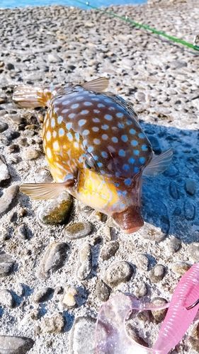 ハコフグの釣果