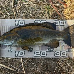 スモールマウスバス