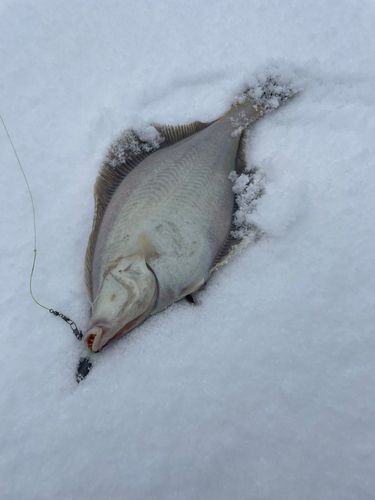 マガレイの釣果