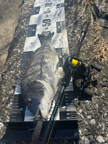 クロダイの釣果