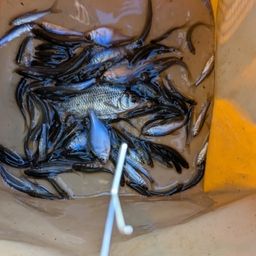 タイリクバラタナゴ