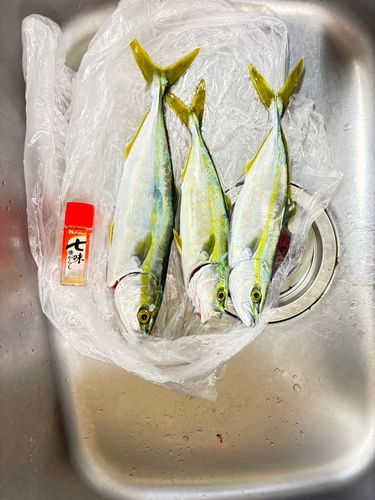 ツバスの釣果