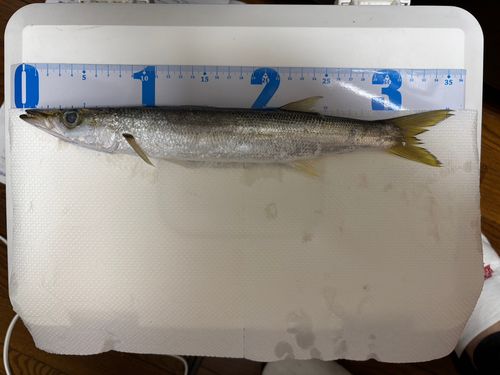 アカカマスの釣果