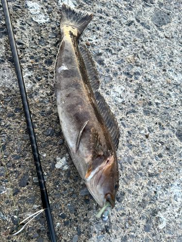 アブラコの釣果