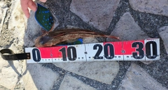 ホウボウの釣果