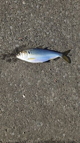 コノシロの釣果
