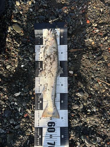 アメマスの釣果