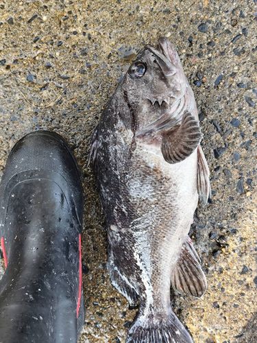 ハッピーフィッシング新潟東港第2堤防