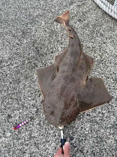 カスザメの釣果