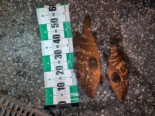 東京湾（アクアライン以北）