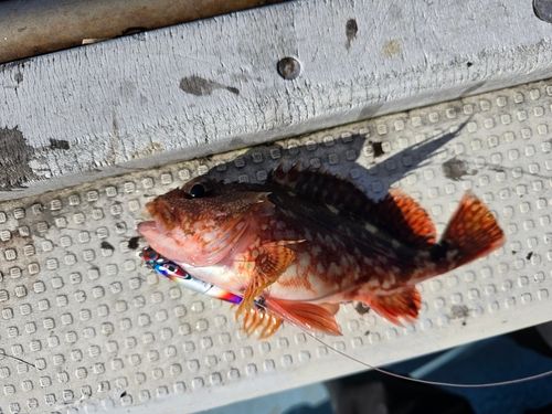 カサゴの釣果