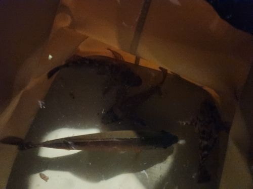 金沢水際線緑地（福浦岸壁）