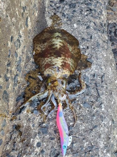 アオリイカの釣果