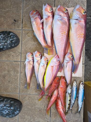 アマダイの釣果