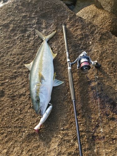 ヒラマサの釣果