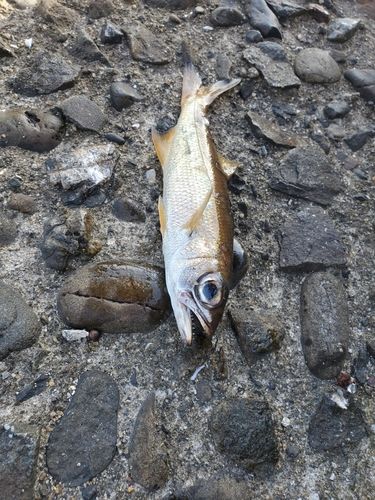 クロムツの釣果