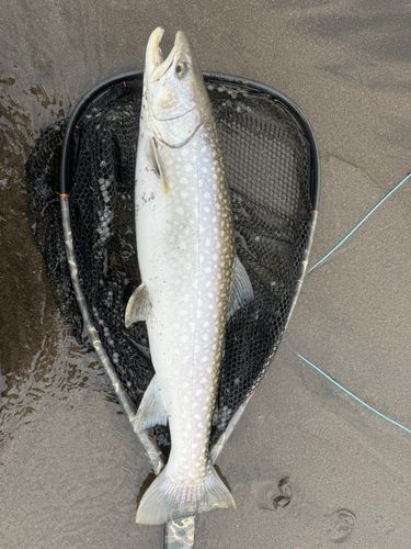 アメマスの釣果