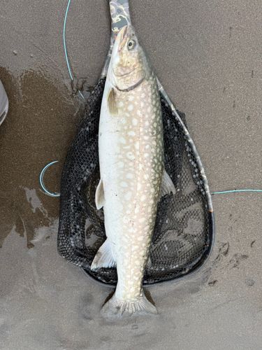 アメマスの釣果