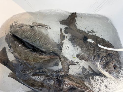 チヌの釣果