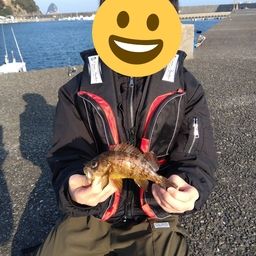 タケノコメバル