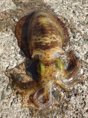 アオリイカの釣果