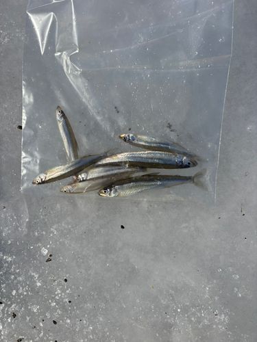 ワカサギの釣果