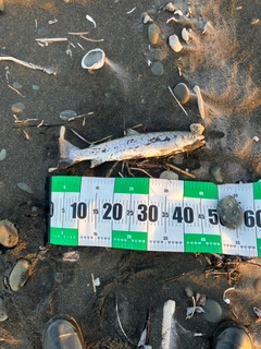 アメマスの釣果