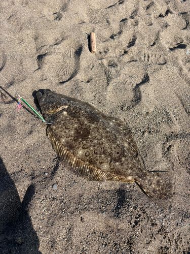 ヒラメの釣果