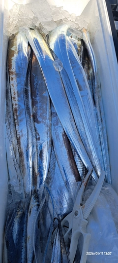 タチウオの釣果