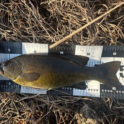 スモールマウスバス