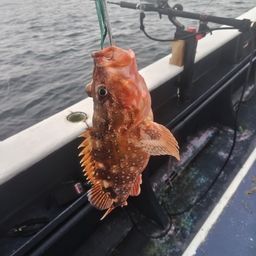 ウッカリカサゴ