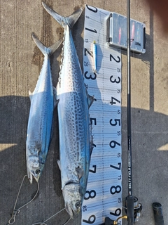 サワラの釣果