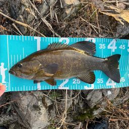 スモールマウスバス