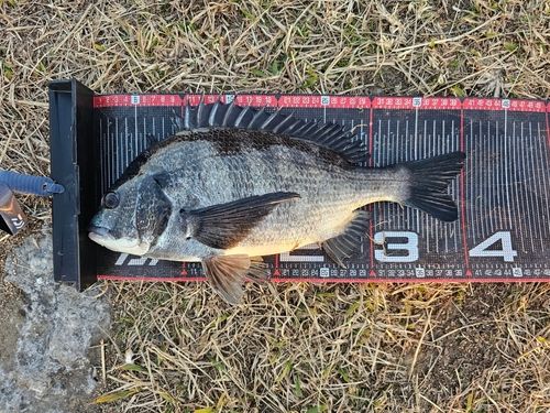 クロダイの釣果