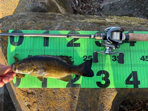 スモールマウスバスの釣果
