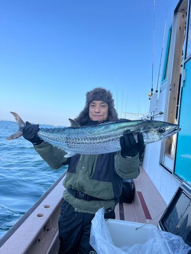 サワラの釣果