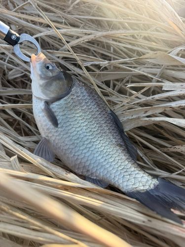 ヘラブナの釣果